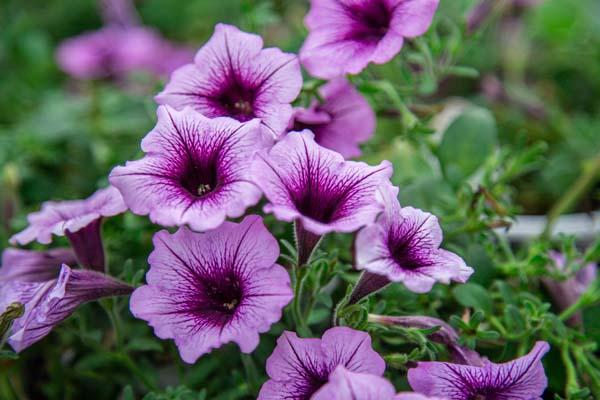 Supertunia&reg; Bordeaux&trade; Quart