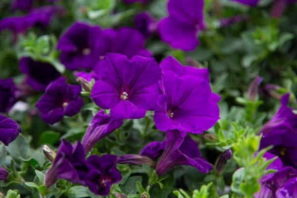 Supertunia&reg; Royal Velvet&reg; Quart