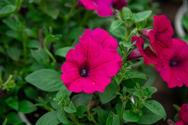 Supertunia&reg; Royal Magenta&reg; Quart