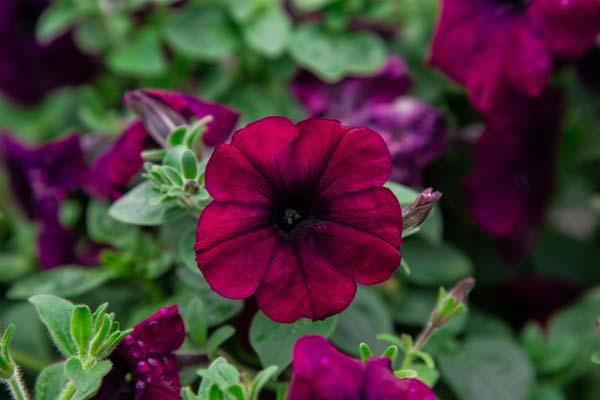 Easy Wave&reg; Petunia Burgundy Velour 4"