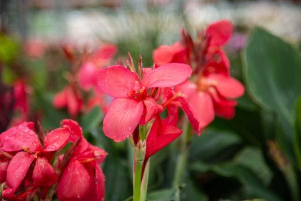 Canna Lily Cannova&reg; Rose 8"