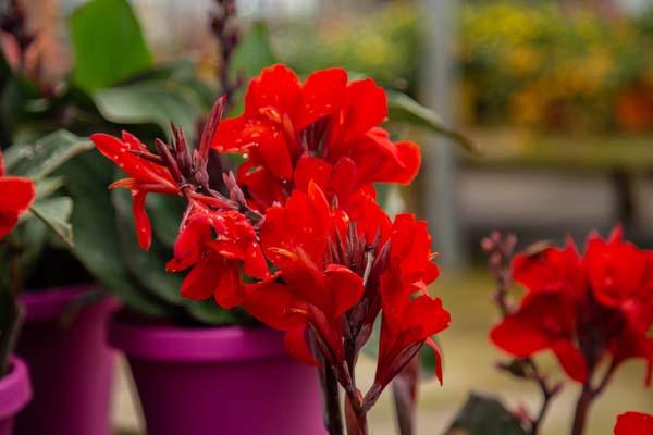 Canna Lily Cannova&reg; Bronze Scarlet 8"