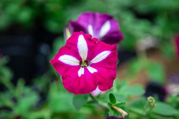 Easy Wave&reg; Petunia Burgundy Star 4"