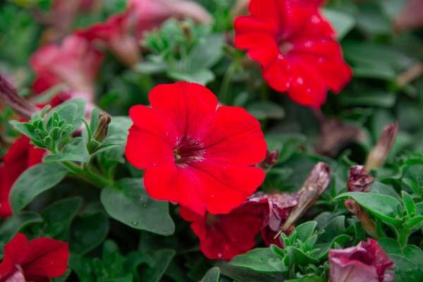 Supertunia&reg; Really Red Quart