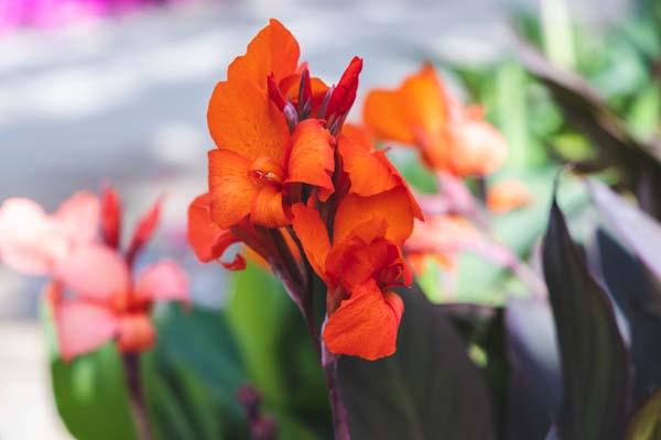 Canna Lily Cannova&reg; Bronze Orange 8"