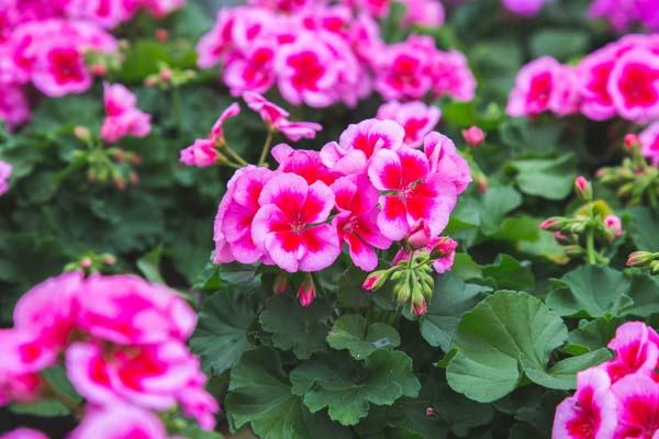 Zonal Geranium Calliope&reg; Medium Rose Mega Splash 6 Inch