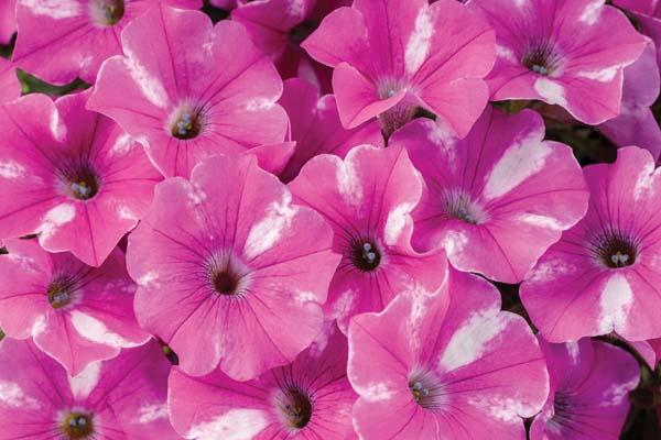 Supertunia&reg; Raspberry Rush&trade; Quart