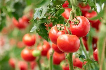 Slicing Tomato 'Better Boy' 3.5"