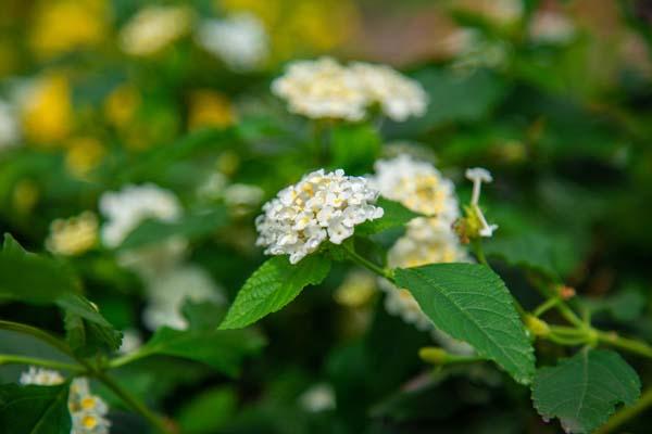 Lantana Lucky&trade; White Quart