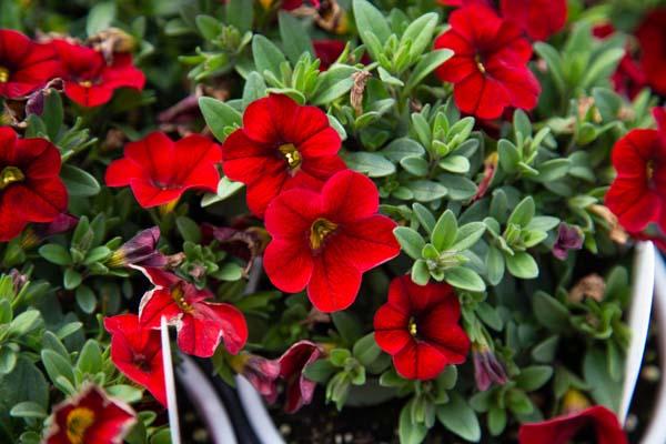 Superbells&reg; Red Quart