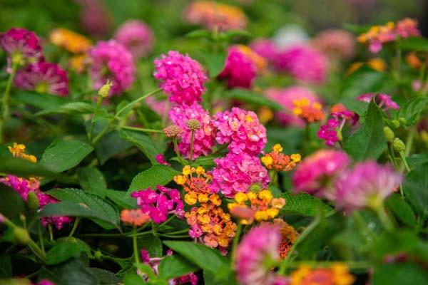 Lantana Lucky&trade; Sunrise Rose Quart