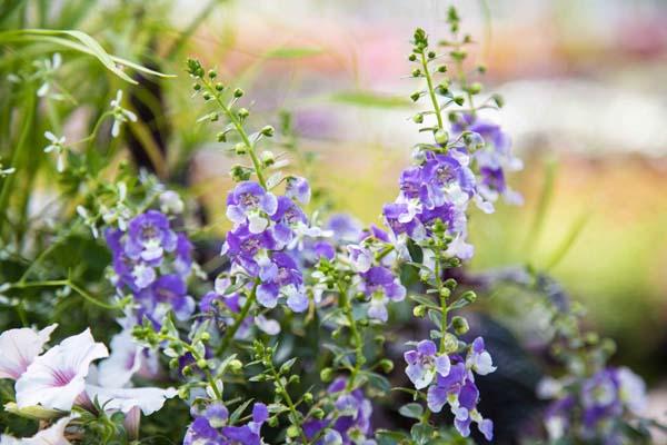 Angelonia 'Angelface Blue', Summer Snapdragon Quart