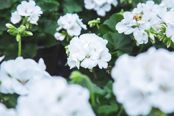 Zonal Geranium White Quart