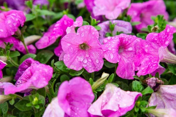 Easy Wave&reg; Petunia Neon Rose 4"
