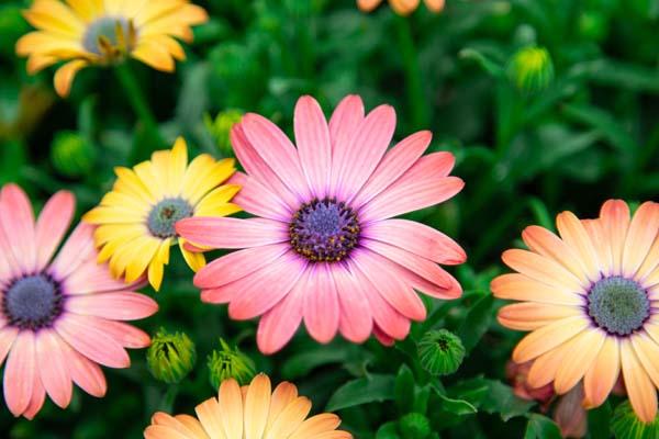African Daisy Serenity&trade; Rose Magic Quart
