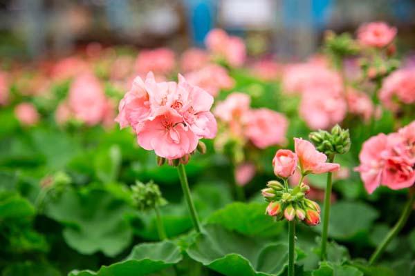 Zonal Geranium Assorted Salmon Quart