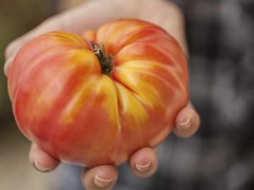 Heirloom Tomato 'Hillbilly' 3.5"