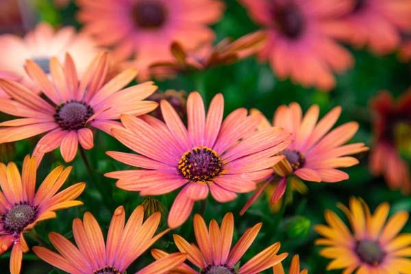 African Daisy Serenity&trade; Bronze Quart