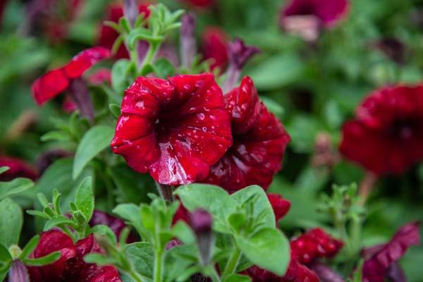 Easy Wave&reg; Petunia Red Velour 4"