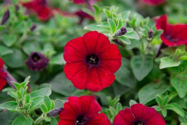 Supertunia&reg; Black Cherry&reg; Quart