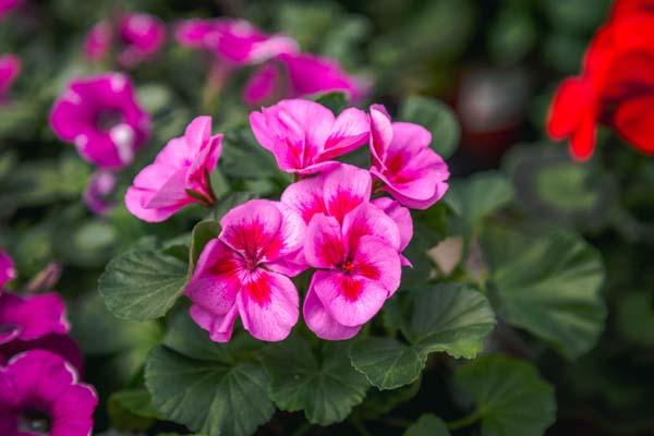 Geranium Hybrid 'Sarita Lilac Splash' Quart