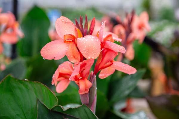 Canna Lily Cannova&reg; Mango 8"