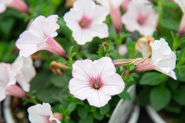 Supertunia&reg; Vista&trade; Silverberry&trade; 12" Hanging Basket