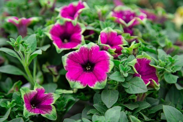 Supertunia&reg; Picasso in Purple&reg; Quart