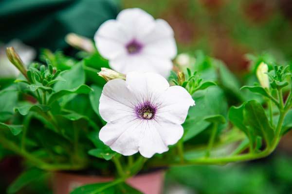 Easy Wave&reg; Petunia Silver 4"