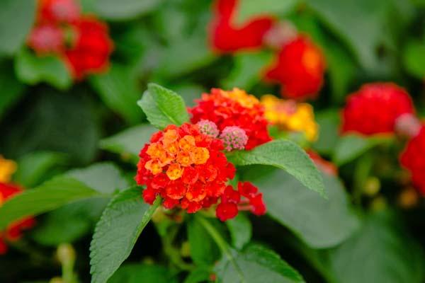 Lantana Bloomify&trade; Red 8"