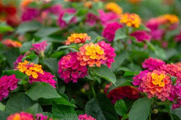 Lantana Bloomify&trade; Rose 8"