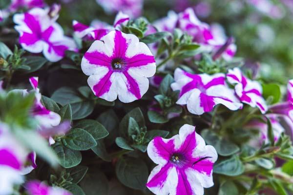 Supertunia&reg; Lovie Dovie&trade; Quart