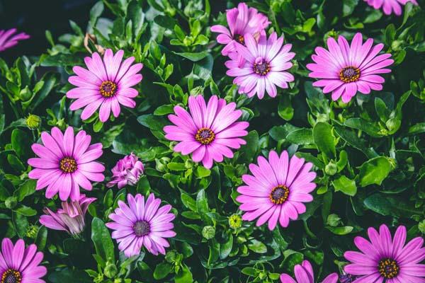 African Daisy Bright Lights&trade; Pink Quart