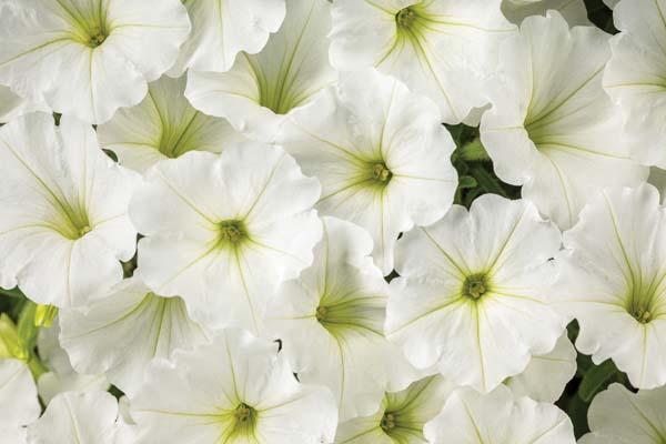 Supertunia&reg; Vista&trade; Snowdrift&trade; 12" Hanging Basket