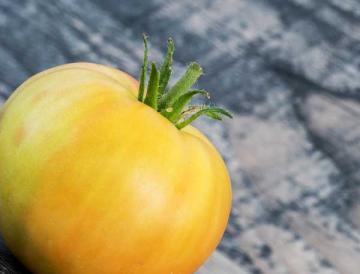 Low Acid Slicing Tomato 'Lemon Boy' 3.5"
