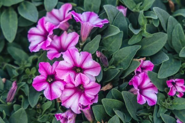 Supertunia&reg; Mini Vista&reg; Pink Star Quart