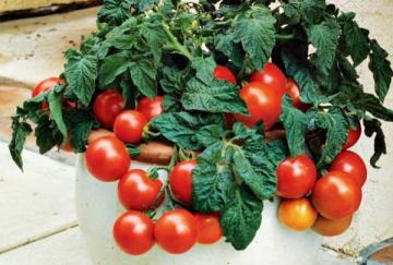 Container Tomato 'Patio' 3.5"