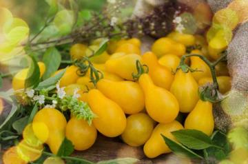 Cherry Tomato 'Yellow Pear' 3.5"