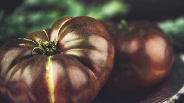 Tomato 'Cherokee Purple' 3.5"