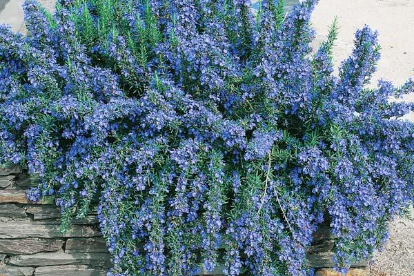 Rosemary 'Huntington Carpet' 3.5 Inch