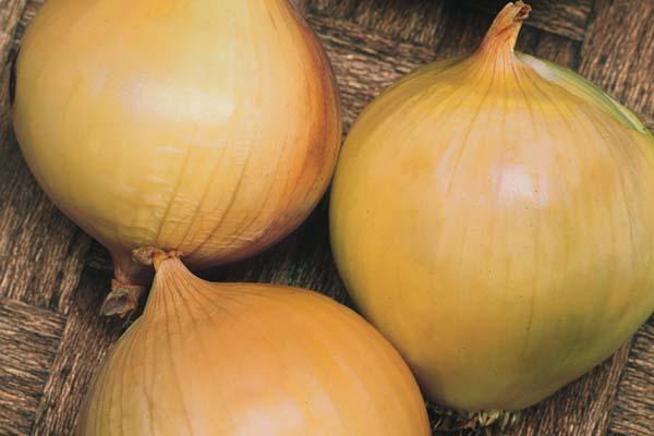 Onion 'Spanish Yellow' 3.5in