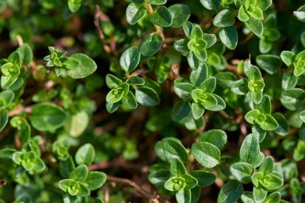 French Thyme 3.5 Inch