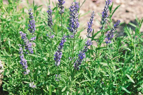 French Lavender 3.5 Inch