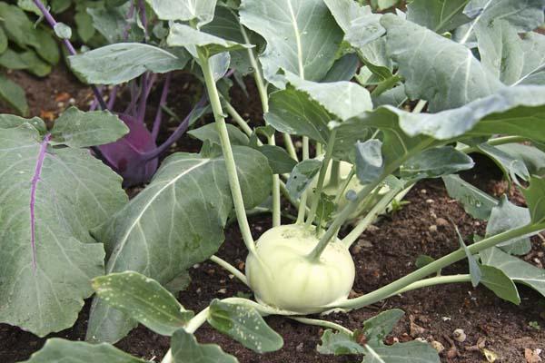 Kohlrabi 'Grand Duke' 3.5in