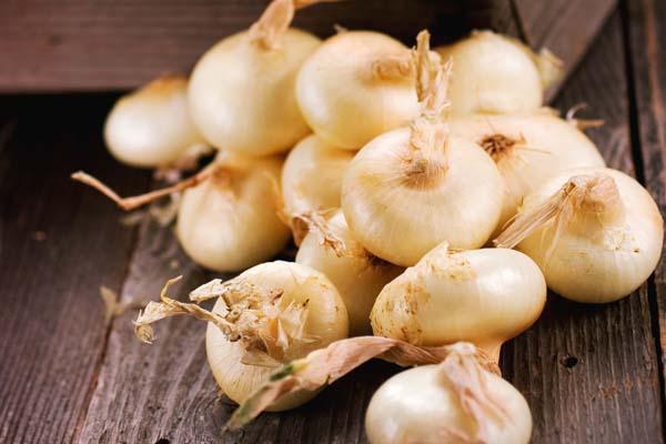 Onion 'Cipolini Blanca' 3.5in