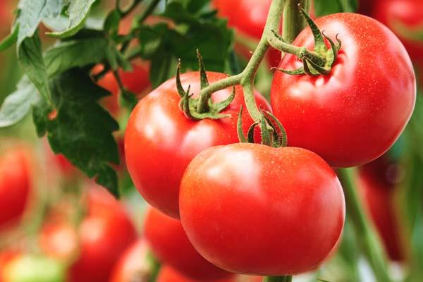 Tomato 'Fourth of July' 3.5"