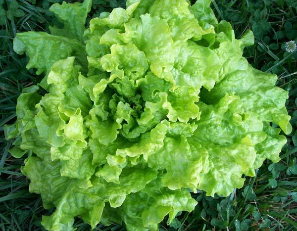 Lettuce 'Black Seeded Simpson' 3.5in