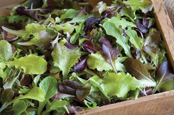 Lettuce 'All Star Gourmet Mix' 3.5in