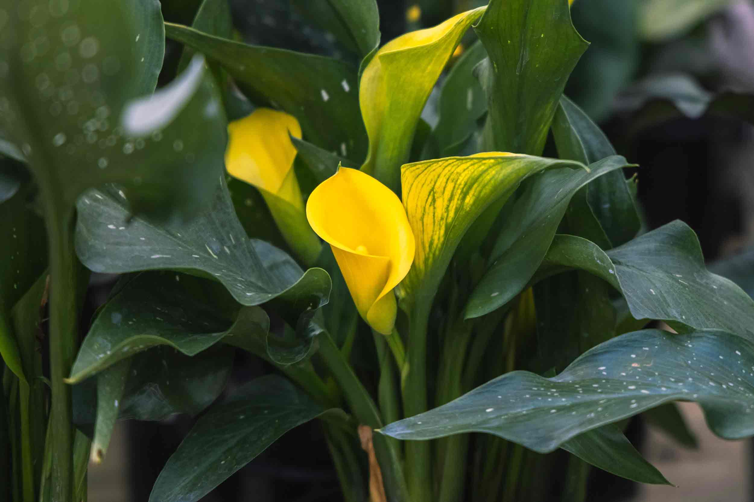 Calla Lily Yellow 'Sun Club&reg;' 6.5 Inch