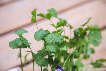 Santo Cilantro/Coriander 3.5 Inch